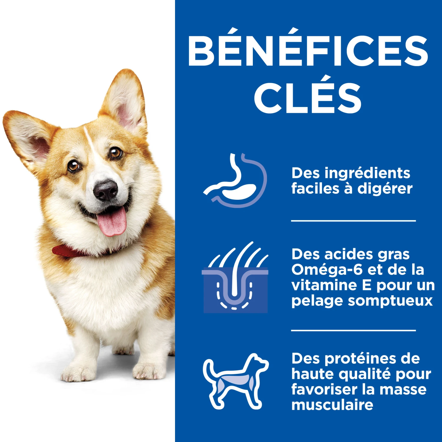 HILL'S SCIENCE PLAN HEALTHY CUISINE MIJOTÉS POUR CHIEN ADULTE SMALL & MINI AU POULET ET AU BŒUF 12X80G 11 HILL'S SCIENCE PLAN HEALTHY CUISINE MIJOTÉS POUR CHIEN ADULTE SMALL & MINI AU POULET ET AU BŒUF 12X80G – Image 9