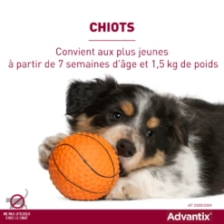 Advantix Très Petit Chien 2-4Kg -France Animalerie advantix convient aux chiots