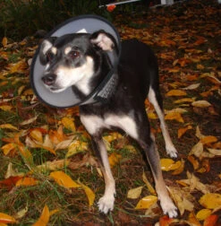 Flamingo Carcan Capo 38,5cm -France Animalerie b54c899084ba46427dff498ec39601600e6a1a93344b026b15e22d58b5743e36