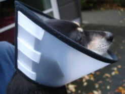 Flamingo Carcan Capo 38,5cm -France Animalerie cbf5d4f40c64dfaa118e270f29c6a90a62a4dafbd6dcb54997f8935169c66b18