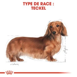 Royal Canin Teckel Adult Pour Chien 7,5kg -France Animalerie royal canin teckel adult dachshund teckel dachshund 3